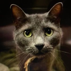 Meet your Posher, Angelina